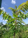 rhus-typhw.jpg
