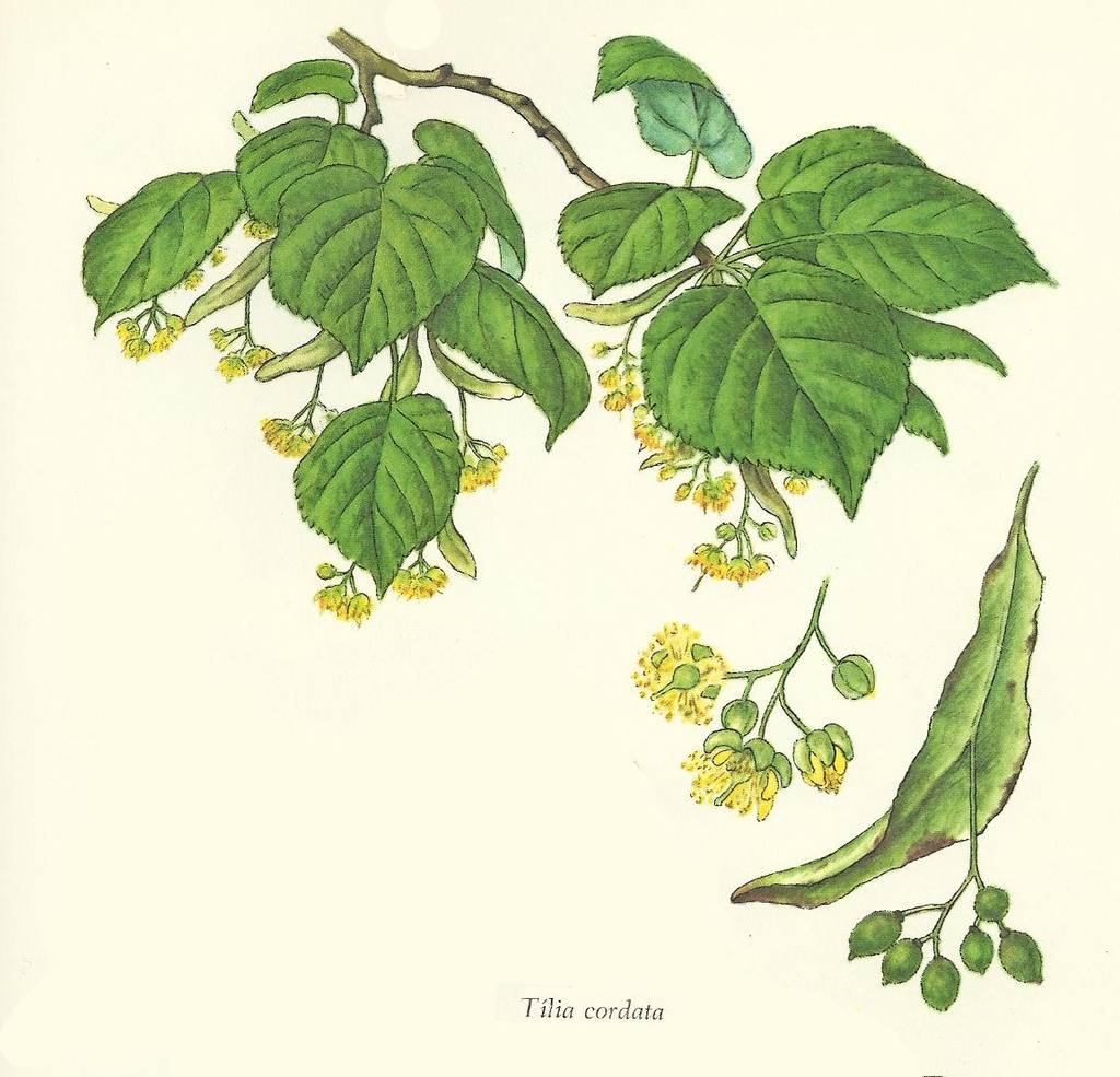 NP-tili-cord.jpg