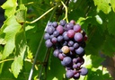 viti-vini2.jpg