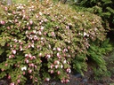 acti-kolo6w.jpg