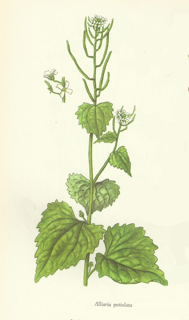 NP-alli-peti.jpg