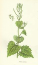 NP-alli-peti.jpg