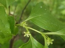 cela-orbiw.jpg