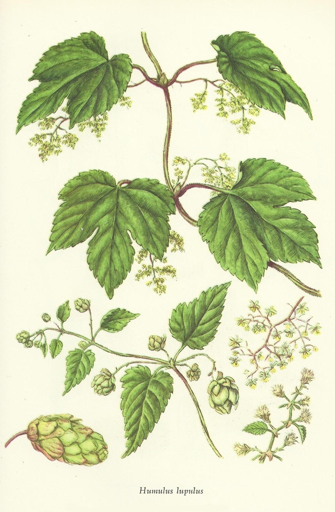NP-humu-lupu.jpg