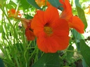 Trop-maju2w.jpg