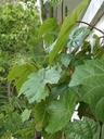 viti-ripa2w.jpg