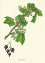 NP-ribe-nigr.jpg