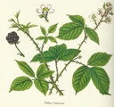 NP-rubu-frut.jpg