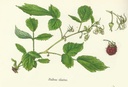 NP-rubu-idae.jpg