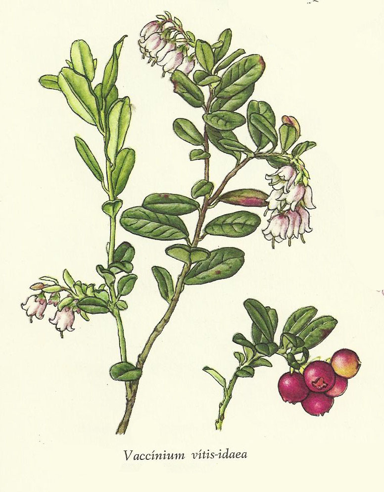 NP-vacc-viti.jpg