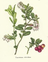 NP-vacc-viti.jpg