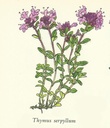NP-thym-serp.jpg