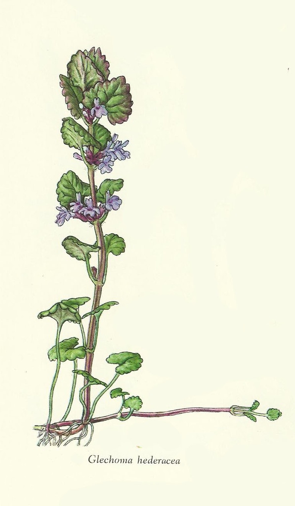 NP-glec-hede.jpg