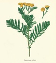 NP-tana-vulg.jpg