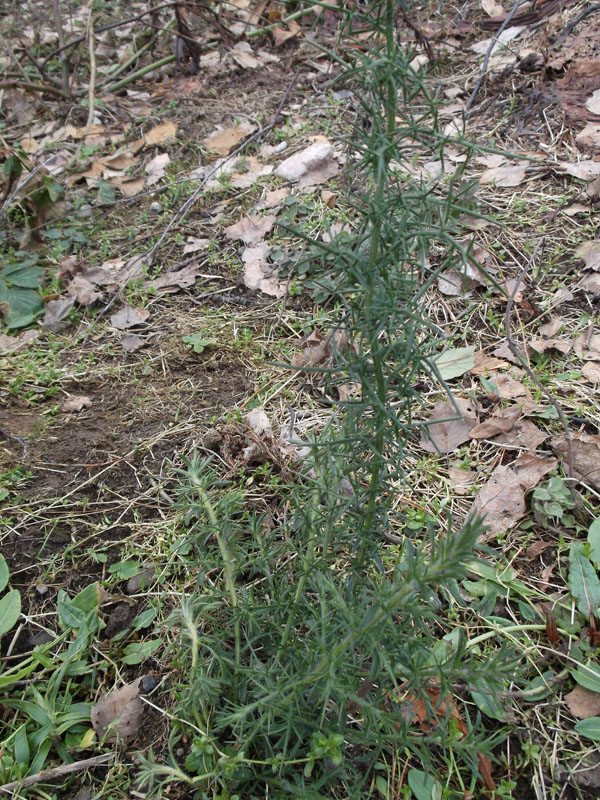 ulex-euro2w.jpg