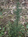 ulex-euro2w.jpg