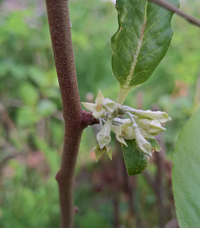 elae-umbew.jpg