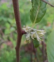 elae-umbew.jpg