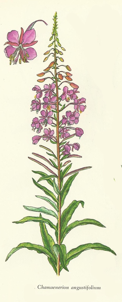Np-cham-angu-geitrams.jpg