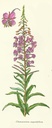 Np-cham-angu-geitrams.jpg