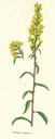 NP-soli-virg.jpg