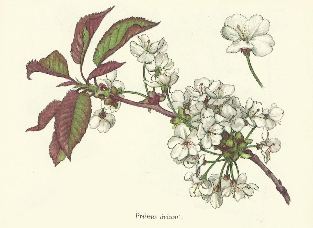 NP-prun-aviu.jpg