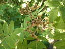 Sorb-aucu4w.jpg