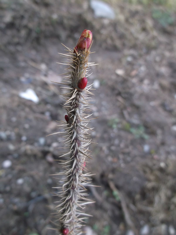 rosa-rugo3w.jpg