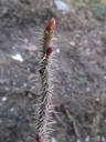 rosa-rugo3w.jpg