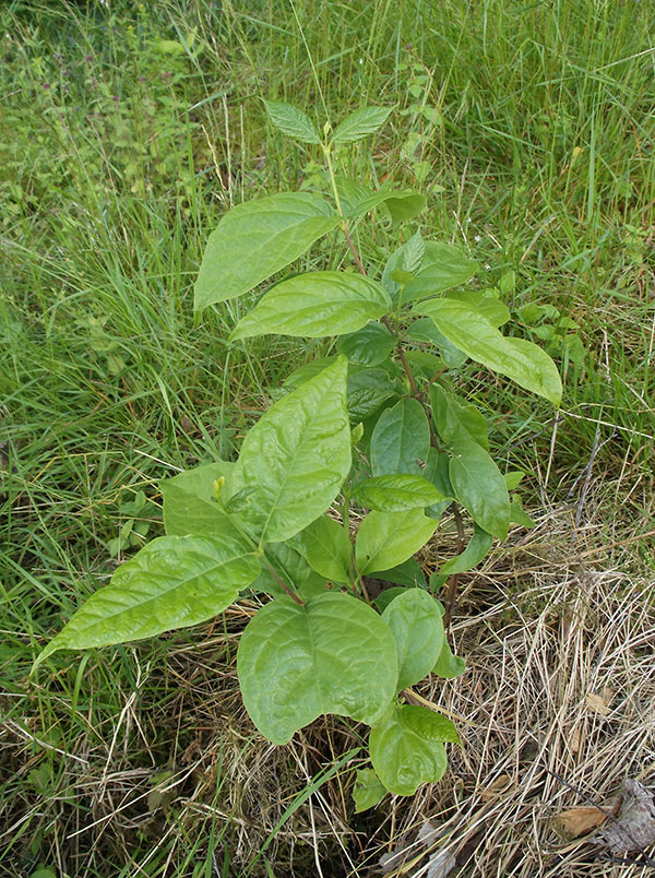caly-florw.jpg