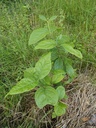 caly-florw.jpg