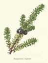 NP-empe-nigr.jpg