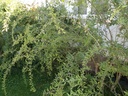 lyci-barb3w.jpg