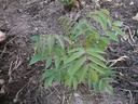 rhus-glab3w.jpg