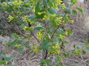ribe-odor.jpg