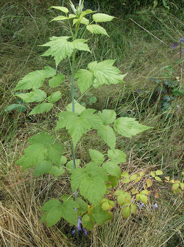 rubu-occiw.jpg
