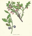 NP-vacc-myrt.jpg