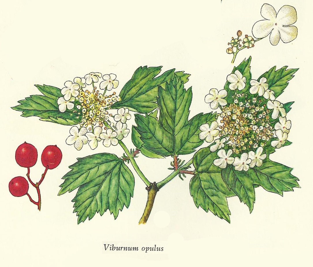 NP-vibu-opul.jpg