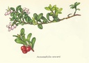 NP-arct-uva.jpg
