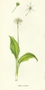 NP-alli-ursi.jpg