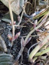 Corn-cana5w.jpg