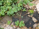 fragaria2w.jpg