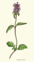 NP-prun-vulg.jpg