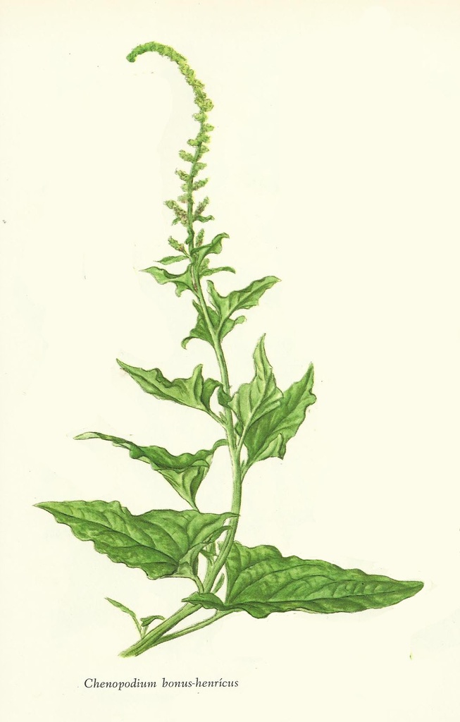 NP-chen-bonu.jpg