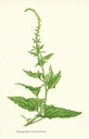NP-chen-bonu.jpg
