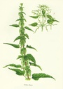 NP-urti-dioi.jpg