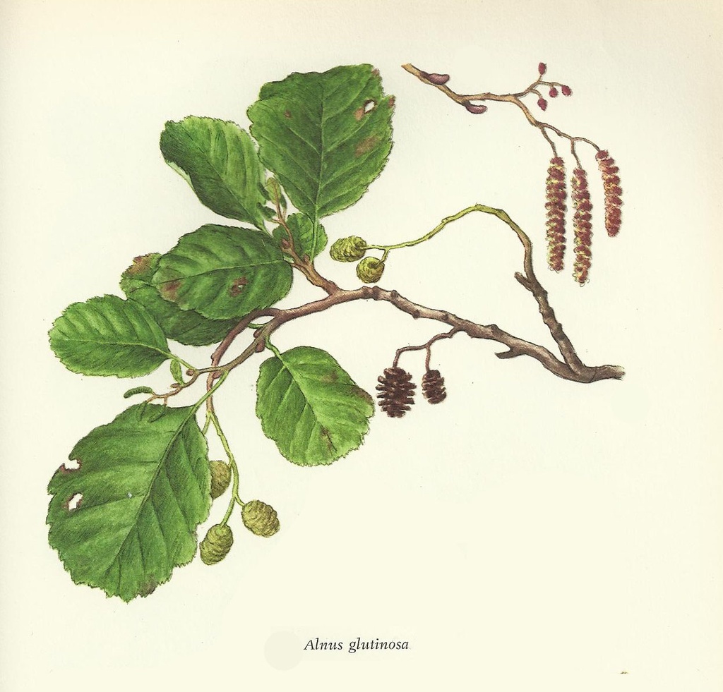 NP-alnu-glut.jpg