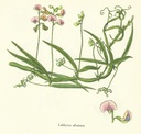 NP-lath-sylv.jpg