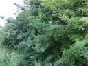 Cara-arbo3w.jpg