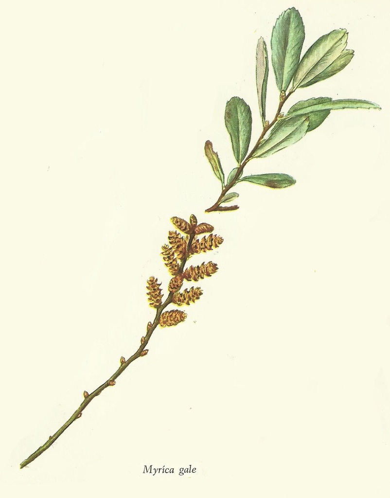 NP-myri-gale.jpg